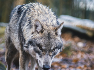 Grey Wolf in the woods in Thale, Germany.
