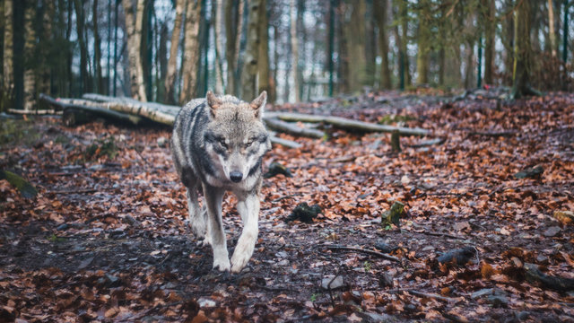 Grey Wolf in the woods in Thale, Germany.