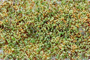 Sprouts of young cress salad