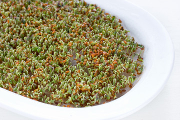 Young watercress sprouts growing on white bowl