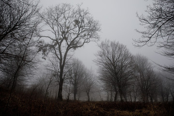 Landscape with beautiful fog in forest on hill or Trail through a mysterious winter forest with autumn leaves on the ground. Road through a winter forest. Magical atmosphere. Azerbaijan