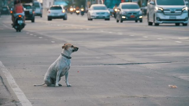 Homeless Gray Dog Sits on the Road with Passing Cars and Motorcycles. Slow Motion in 96 fps. Asia, Thailand, Pattaya. Indifference of society to animals. A faithful dog with a collar on the asphalt