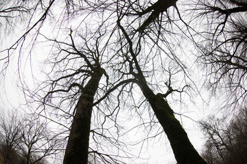 Fototapeta na wymiar Bottom view of tall old trees in winter forest Blue sky in background. Azerbaijan