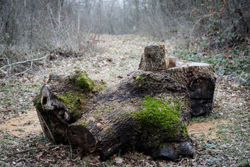 tree with moss on roots in a green forest or moss on tree trunk. Tree bark with green moss. Azerbaijan nature.