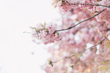Closeup of cherry blossoms with blurred background and warm filter