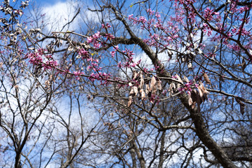 Pink flowers on the branches of trees in the spring forest