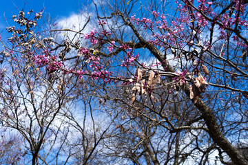 Pink flowers on the branches of trees in the spring forest