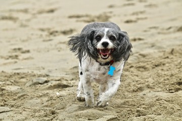Fototapeta premium Black and White Cavachon running on the sand at the beach