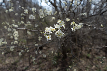 White flowers on a tree in the spring afternoon in a city park