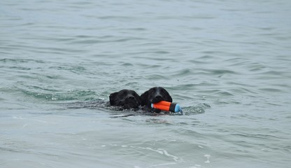 two black dogs swimming in the ocean