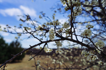 White flowers on a tree in the spring afternoon in a city park