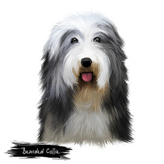Bearded Collie or Beardie herding breed dog digital art illustration isolated on white background. Scottish origin working dog, sheepdog. Cute pet hand drawn portrait. Graphic clip art design