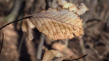 Brown leaf in spring 