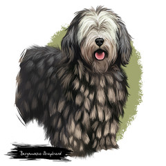 Bergamasco Shepherd, pastore bergamasco, Bergamasco dog digital art illustration isolated on white background. Italian origin herding, working dog. Cute pet hand drawn portrait. Graphic clipart design