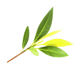 The Green leaves  on white background.