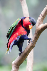 Rainbow Lorikeet, Australia
