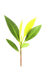 The Green leaves  on white background.