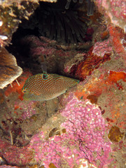 Falschaugen-Kugelfisch (Canthigaster papua)