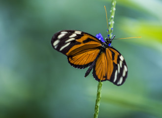 Butterfly on Flower