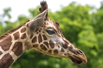 Giraffe Profile 