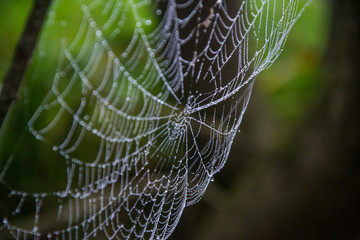 spiders web