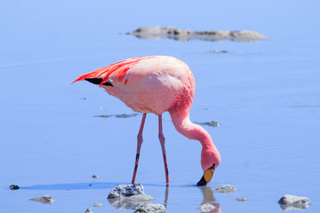 Laguna Hedionda flamingos, Bolivia