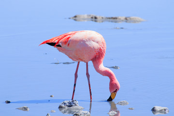 Fototapeta na wymiar Laguna Hedionda flamingos, Bolivia