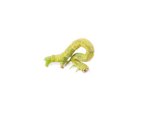 The larva or caterpillar of Geometer winter moth (Operophtera brumata) isolated on white background
