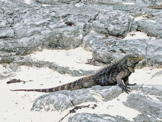 Cyclura nubila (Cuba)