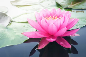 Poster fleur de lotus Belle fleur de lotus, eau de lys