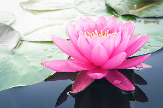 Fototapeta Beautiful lotus flower, lily water
