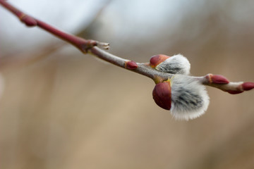 Salix discolor - Cats are one of the symbols of spring and Easter. Typically, they are twigs of the willow, with partially budding buds - flowers