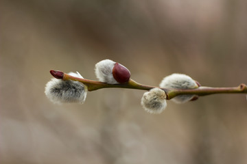 Salix discolor - Cats are one of the symbols of spring and Easter. Typically, they are twigs of the willow, with partially budding buds - flowers