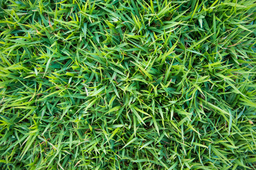 green grass texture natural background