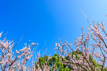 青空と梅の花　Blue sky and plum blossoms