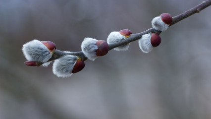 Salix discolor - Cats are one of the symbols of spring and Easter. Typically, they are twigs of the willow, with partially budding buds - flowers