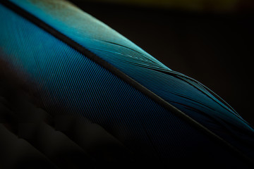 Macro shot a bird feather close-up in Black background