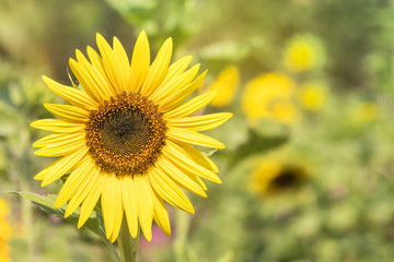 Fototapeta premium Close up sunflower blooming on the field in sunny day 