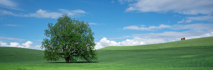 Tree in field with a tractor