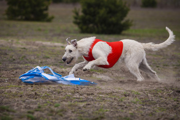 Coursing. Irish Wolfhound dog runs across the field.