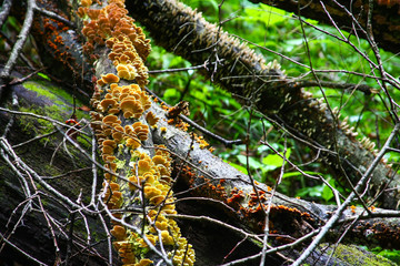 Decomposing Trees In The Forest