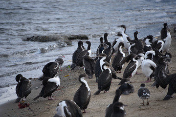 Flocks of Cormorants and  Seagulls on the beach in Punta Arenas, Chile