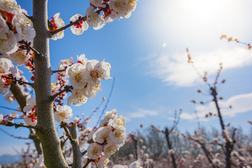 Blossoming peach tree in Benissanet, a beautiful town in Catalonia, Spain. Flowers sprout during the spring and the landscape is transformed. The fields flowered transmit sensations positive and of