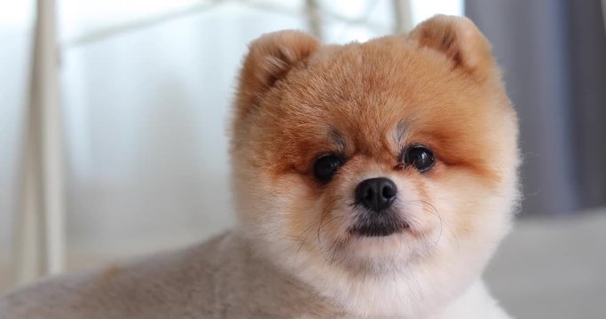 close-up round face pomeranian dog grooming short hair style