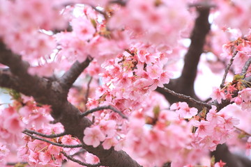 満開の河津桜