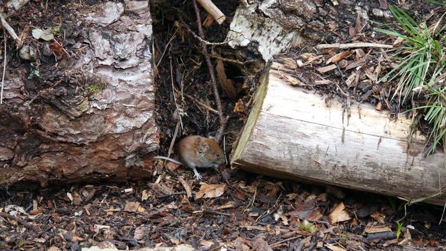 Bank Vole searching for food ,  ( Myodes glareolus ) 