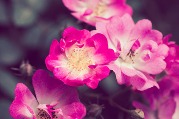 Beautiful spring flowers