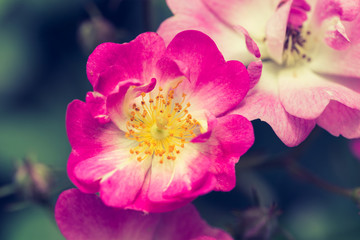 Beautiful spring flowers