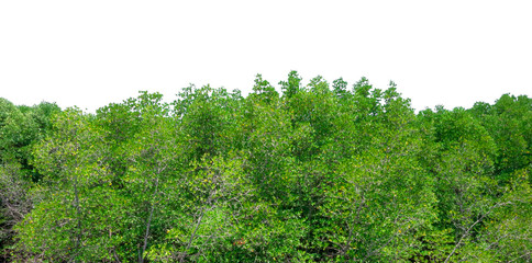 Green bush leaves tree forest isolated on white background