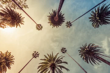 Crédence de cuisine en verre imprimé Palmier Palmiers de Los Angeles, prise de vue en contre-plongée. rayons de soleil